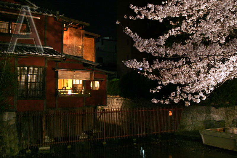 Kirschblüte in Kyoto